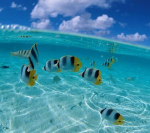 bahamas