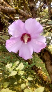 IMG_20150701_124758_141